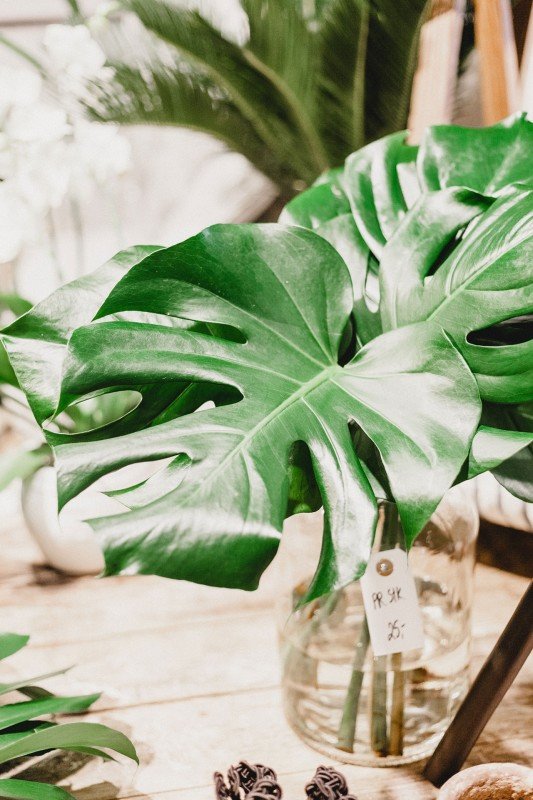 Monstera plant with two leaves